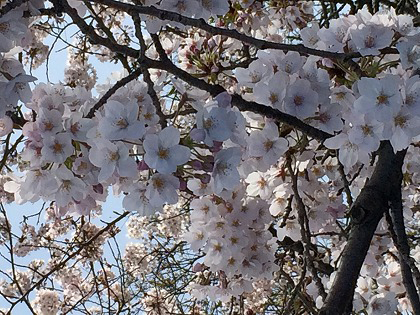 a picture of cherry blossoms. 2017